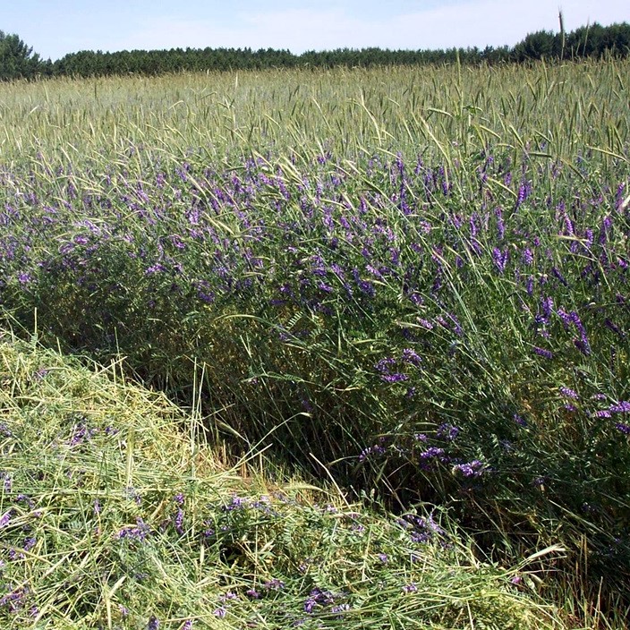 Hanka tavasz csávázatlan II. fok
