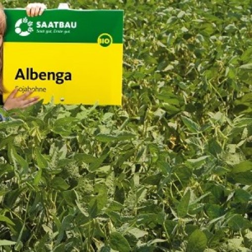 Albenga csávázatlan oltott II. fok