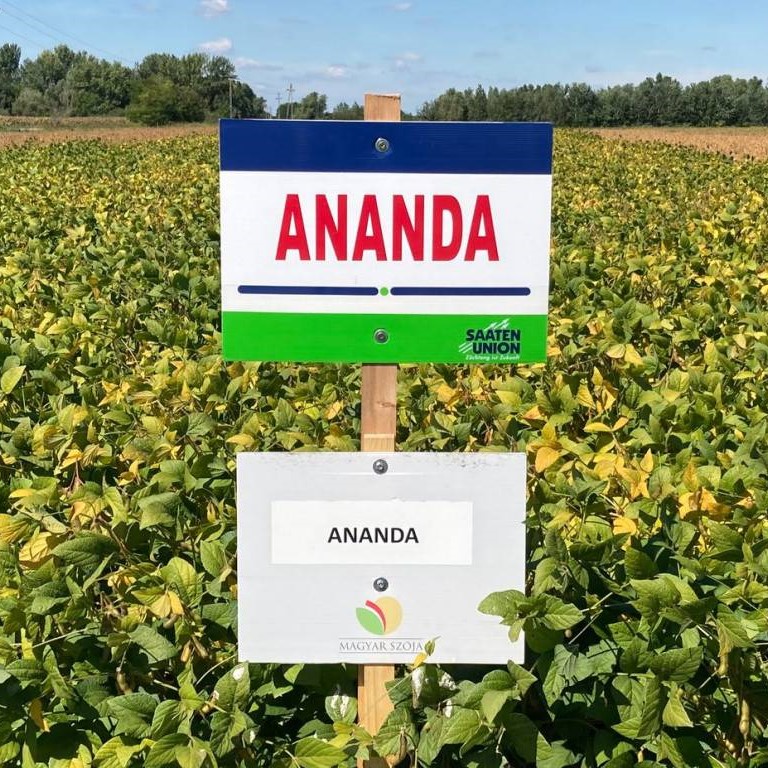 Ananda csávázott oltott I. fok