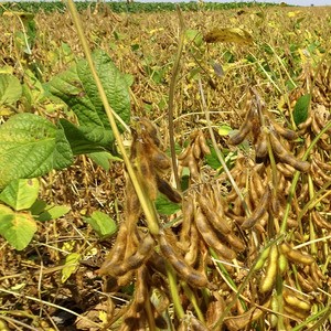 Dorothy csávázatlan oltott II. fok