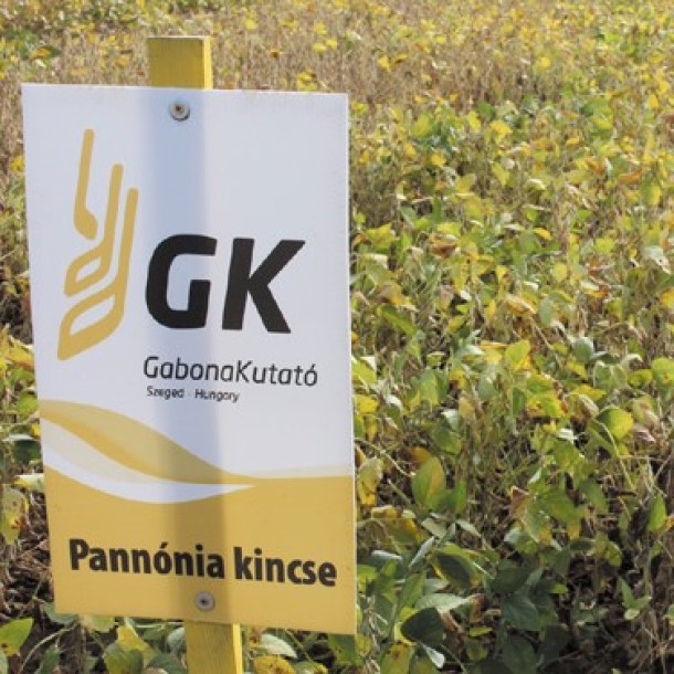 Pannónia Kincse csávázatlan oltott II. fok