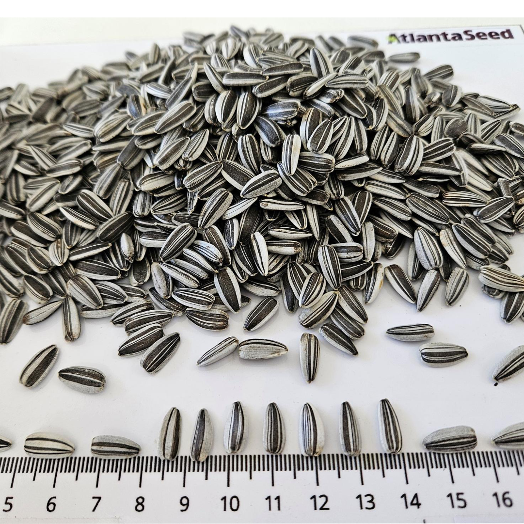 Chicky Imi csávázott