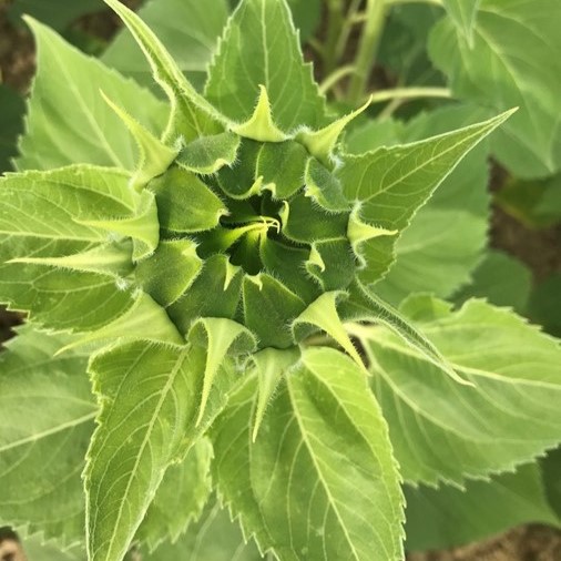 Mas 900 SU csávázott