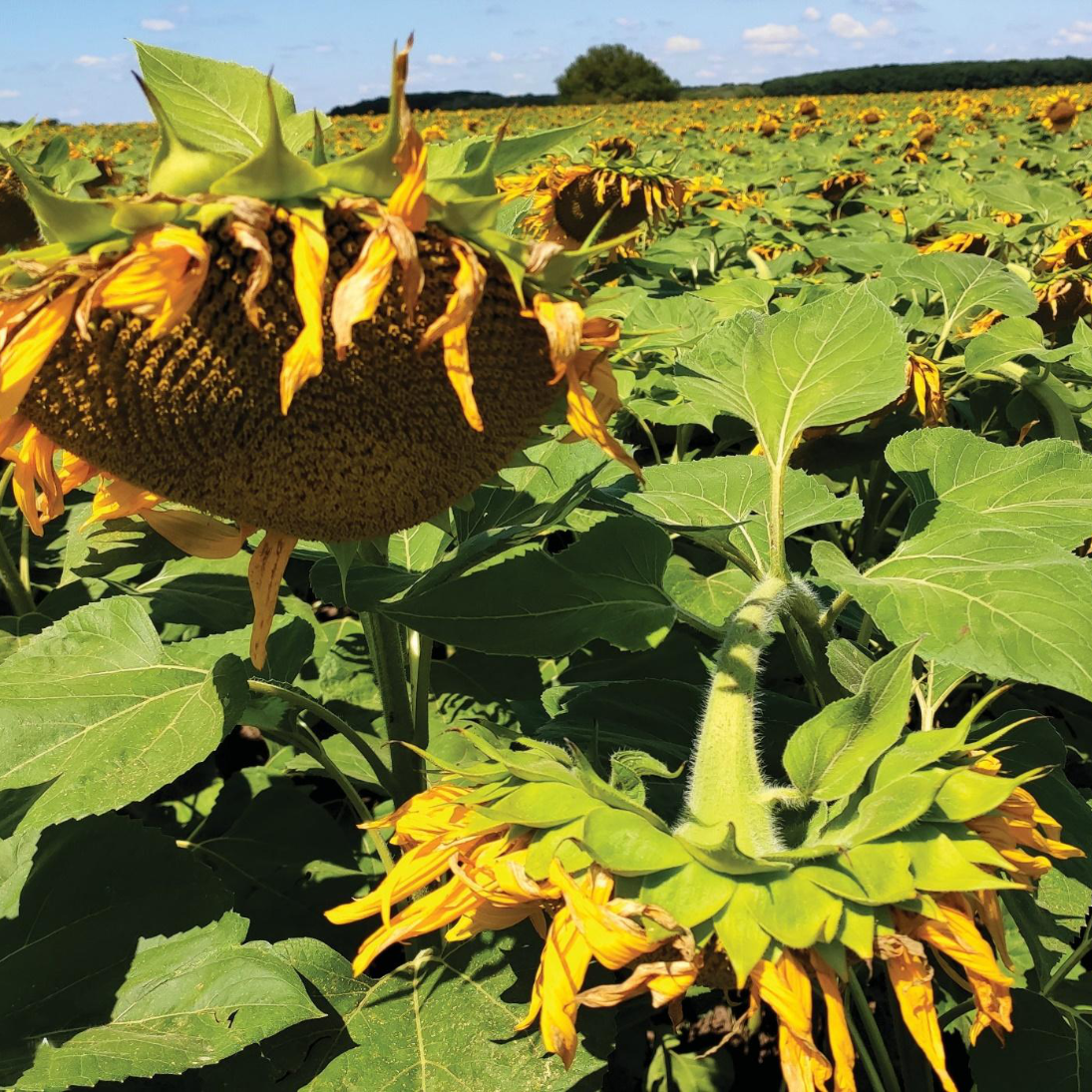 Tastysun csávázott