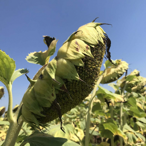 Mas 908 HOCP csávázott