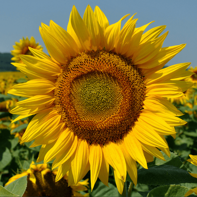 Hysun 195 IT CL csávázott