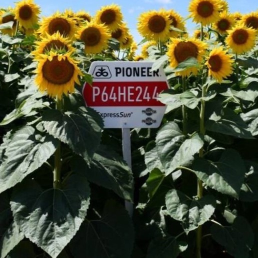 P64HE244 LumiGEN Insecticide csávázott+rovarölő +stimulátor