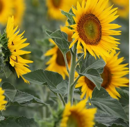 RGT Burrma CLP csávázott