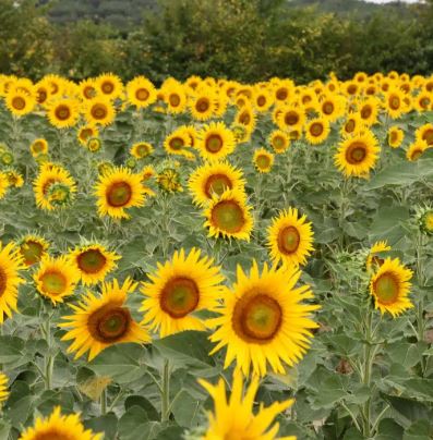 RGT Elliot CLP csávázott