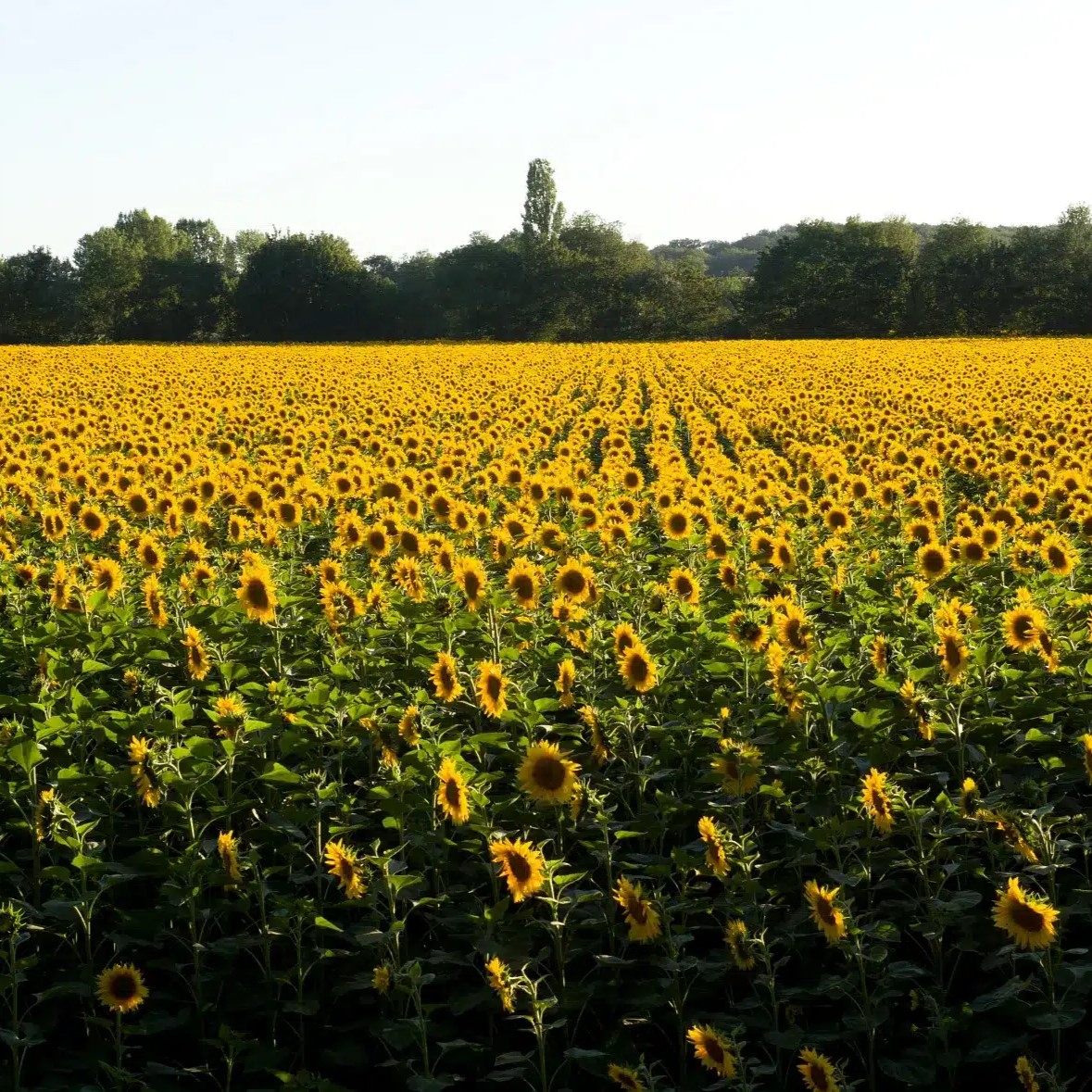 RGT Gallaxy SX csávázott