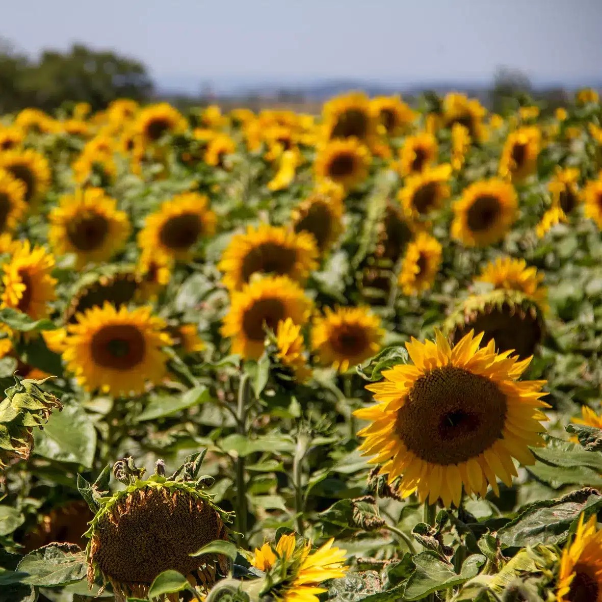 RGT Guillermo CLP csávázott