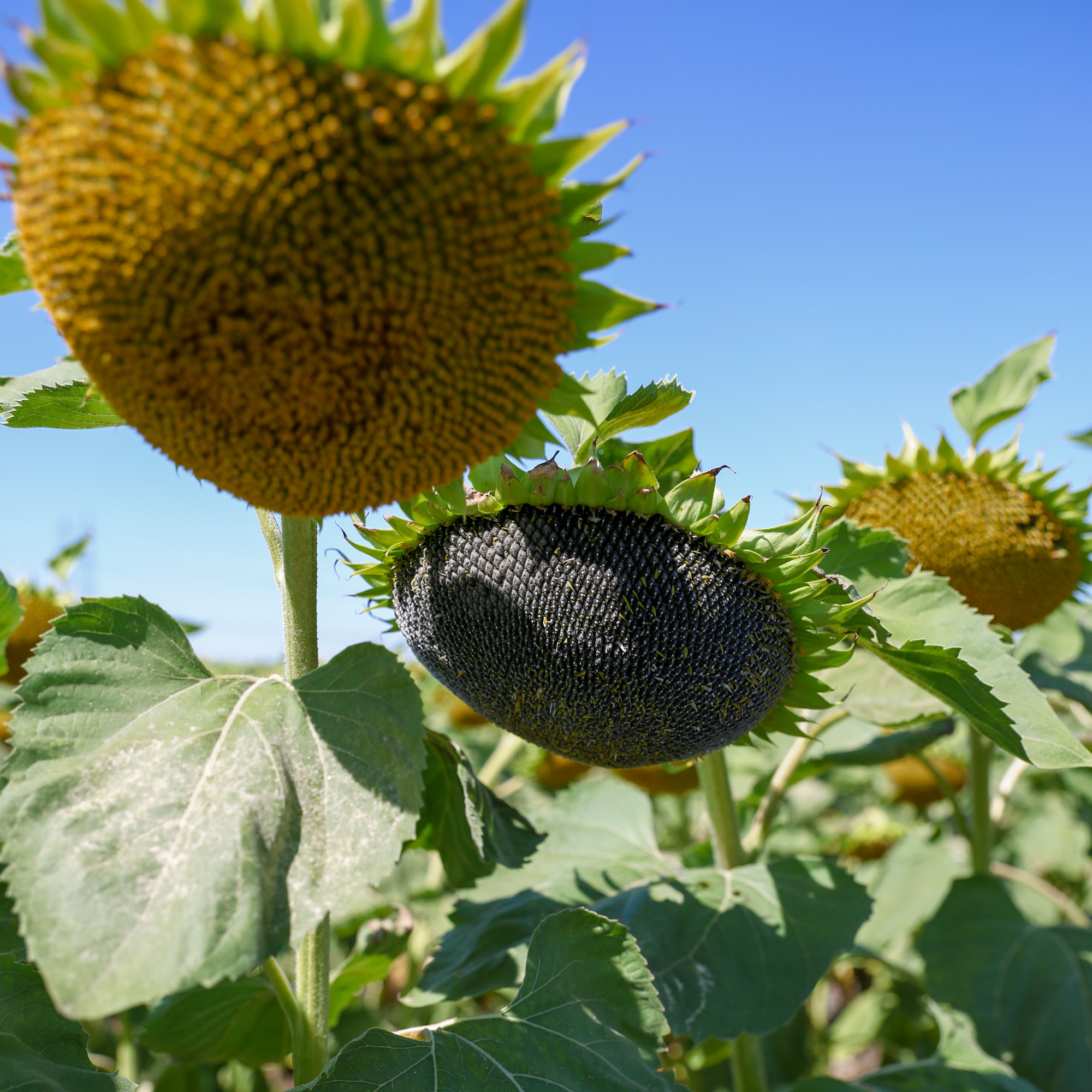 SY Suliano HTS Elevation Plus csávázott+rovarölő +stimulátor