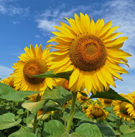 SY Suviedo HTS Elevation Plus csávázott+rovarölő +stimulátor