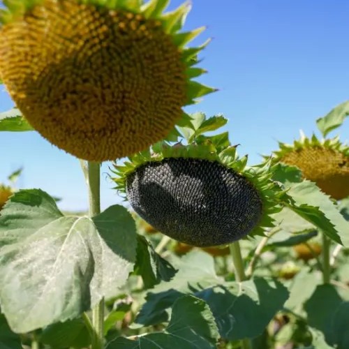 SY Fabian AR Elevation Plus csávázott+rovarölő +stimulátor