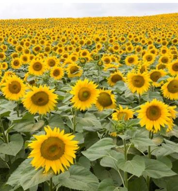 SY Capricio AR Elevation csávázott+stimulátor