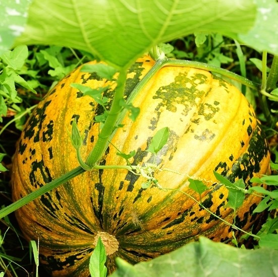 Junona héj nélküli csávázatlan hibrid