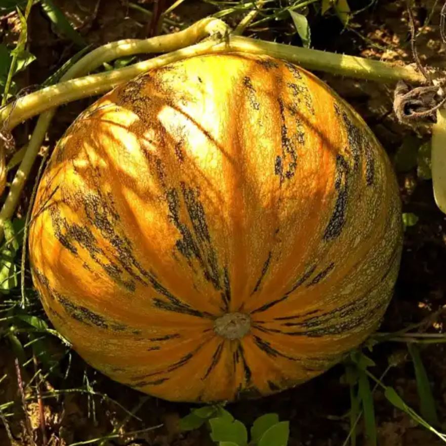 Szentesi futó héj nélküli csávázott fajta