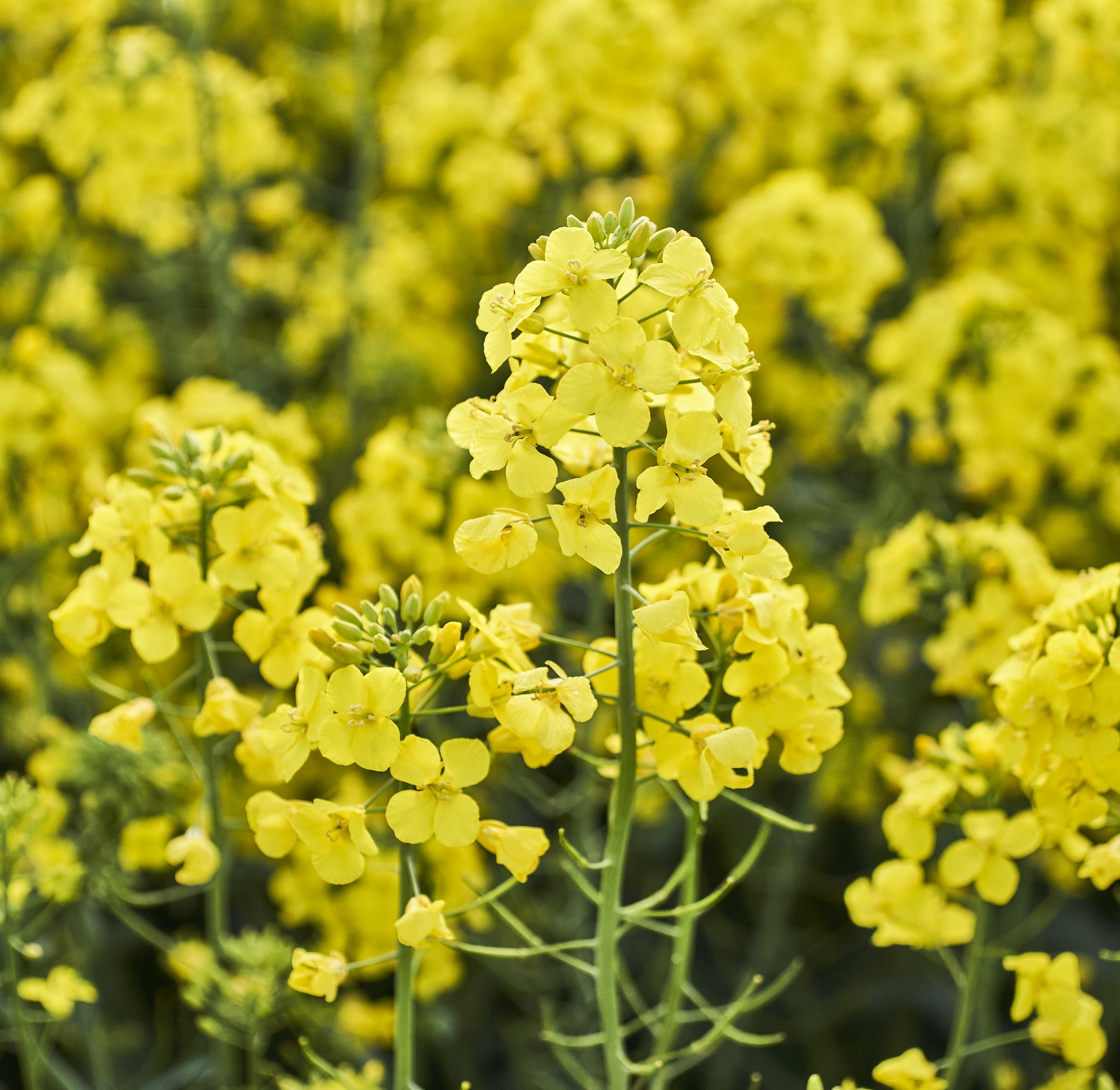 KWS Sauros CL Initio csávázott+stimulátor