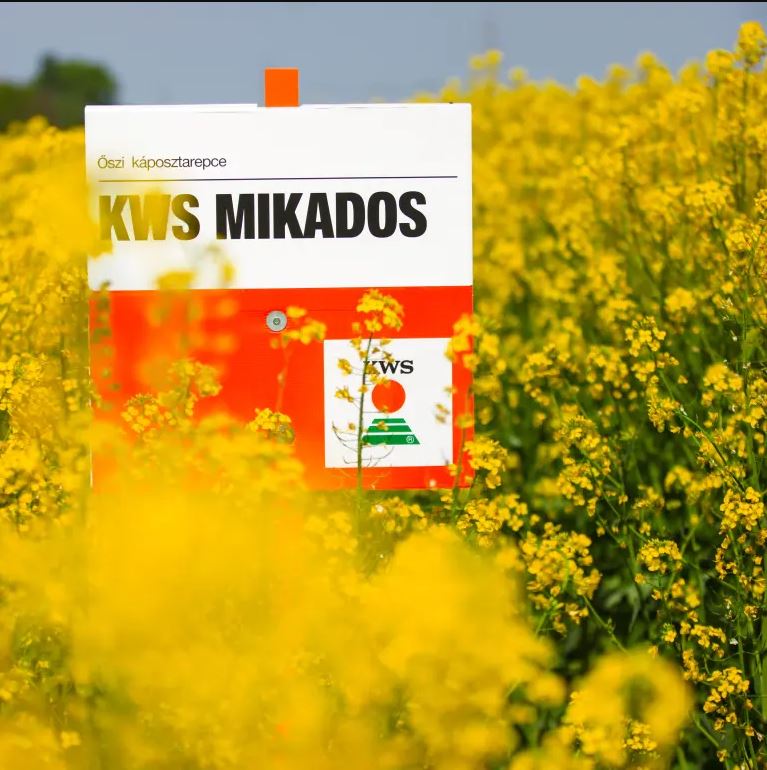 KWS Mikados Initio csávázott+stimulátor