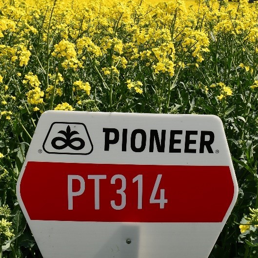 PT314 LumiGEN Insecticide csávázott+rovarölő +stimulátor