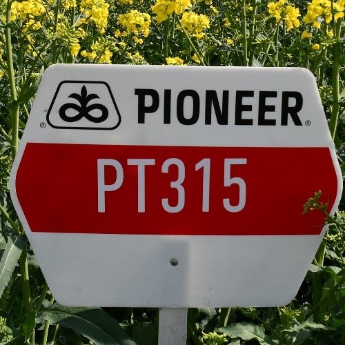 PT315 LumiGEN Insecticide csávázott+rovarölő +stimulátor