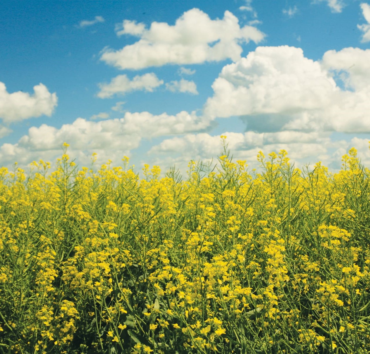 PT305 CL LumiGEN Insecticide csávázott+rovarölő +stimulátor