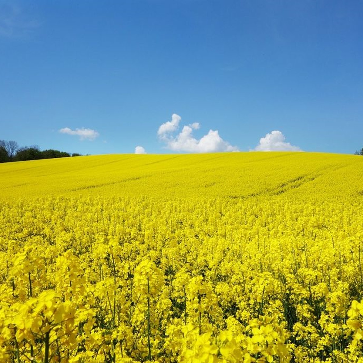 RGT Ceos csávázott+rovarölő