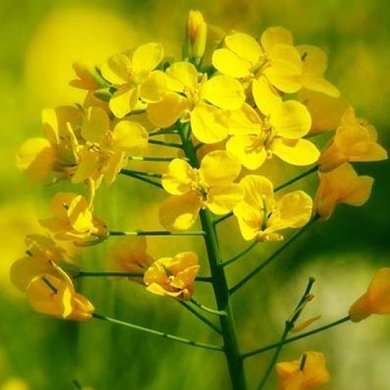 RGT Kocazz csávázott+rovarölő