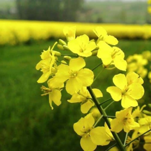 RGT Paradizze csávázott+rovarölő