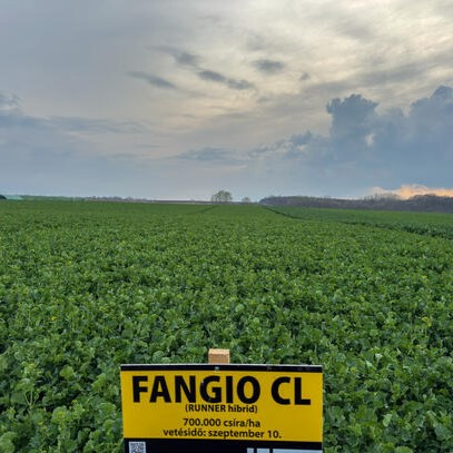 Fangio CL Rapool Seed Power Premium Plus csávázott+rovarölő +stimulátor