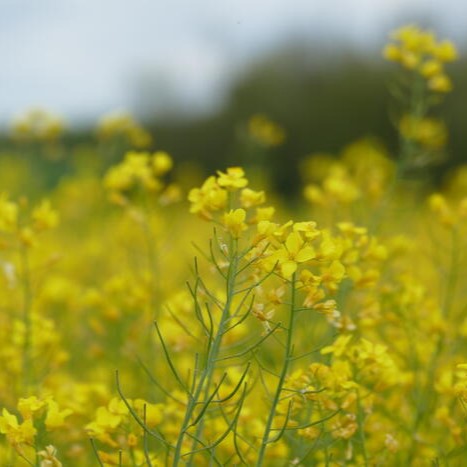 Lakritz Rapool Seed Power csávázott+stimulátor