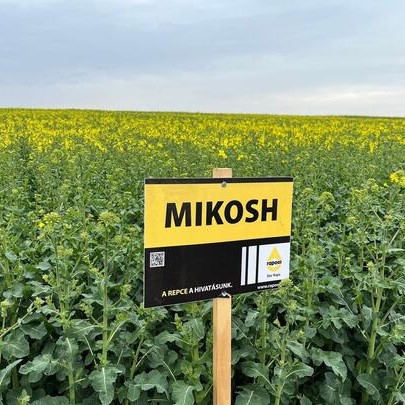 Mikosh Rapool Seed Power csávázott
