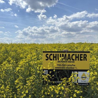 Schumacher Rapool Seed Power Premium Plus csávázott+rovarölő +stimulátor