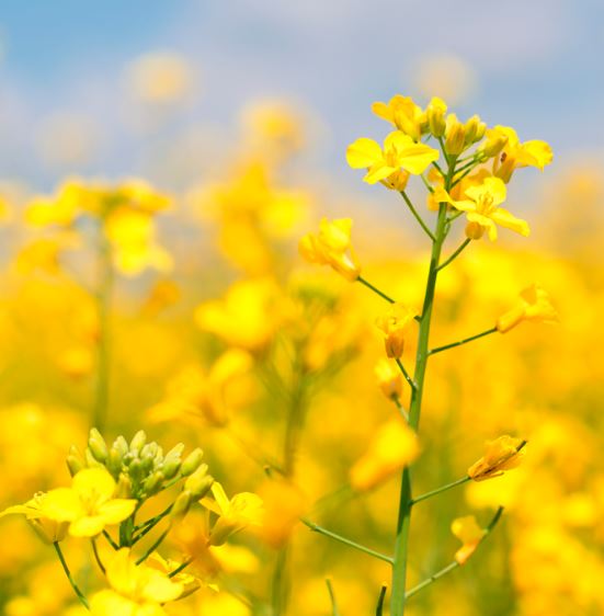 SY Floretta csávázott+rovarölő +stimulátor