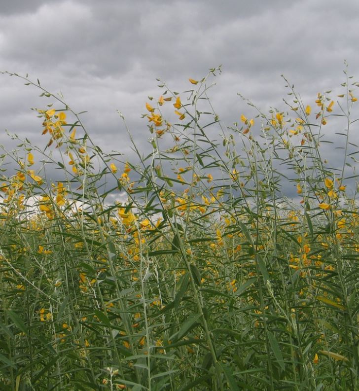 Sziki kender csávázatlan