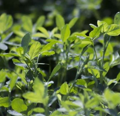 Ida csávázatlan oltott II. fok