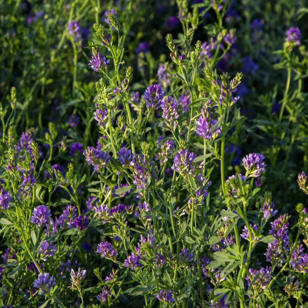 Szarvasi AS 5 csávázatlan II. fok