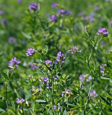 Expressz csávázatlan II. fok