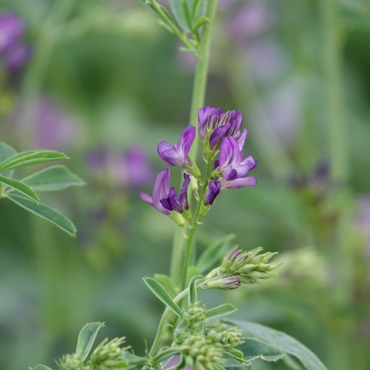 Vanda csávázatlan oltott I. fok