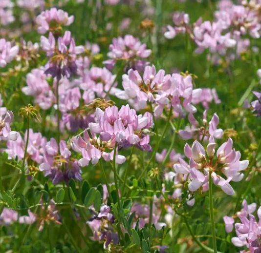 Tarka koronafürt csávázatlan