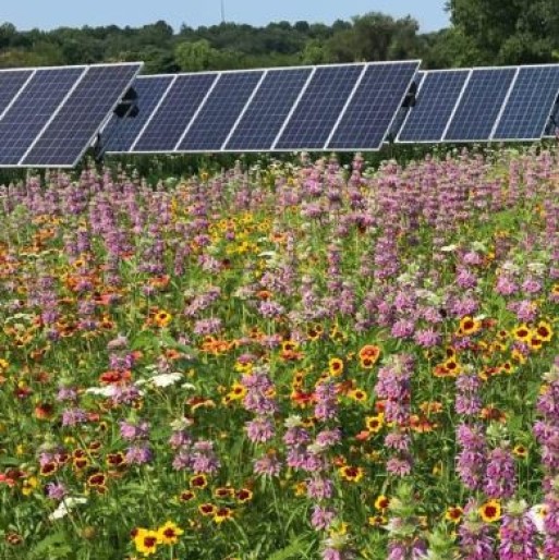 NapelemPark Vadvirág Mix évelő csávázatlan