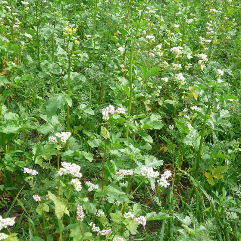 Méhlegelő 12. évelő csávázatlan