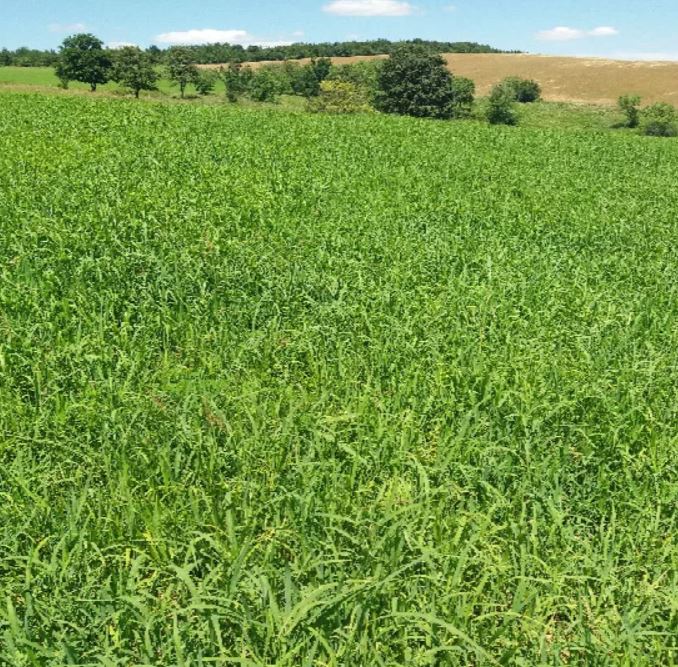 Nyári zápor egyéves csávázatlan