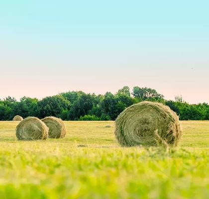 Alföldi kaszáló csávázatlan