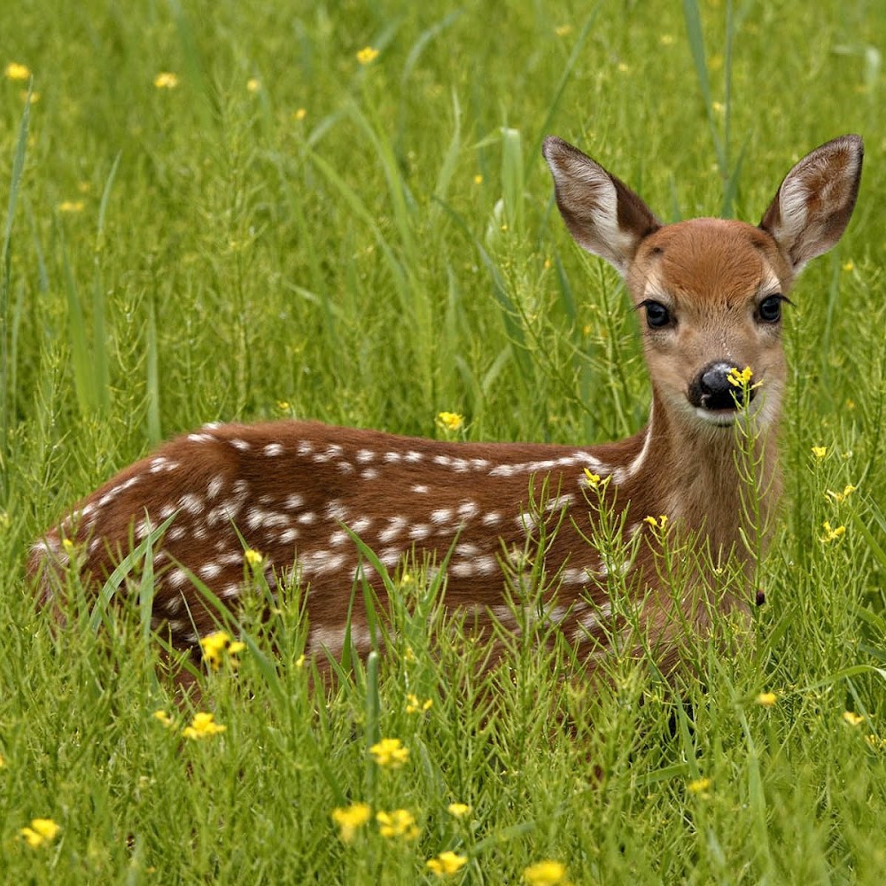 Vadkármentes növények szántóföldre