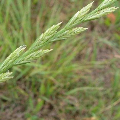 Zöldugar 14. csávázatlan