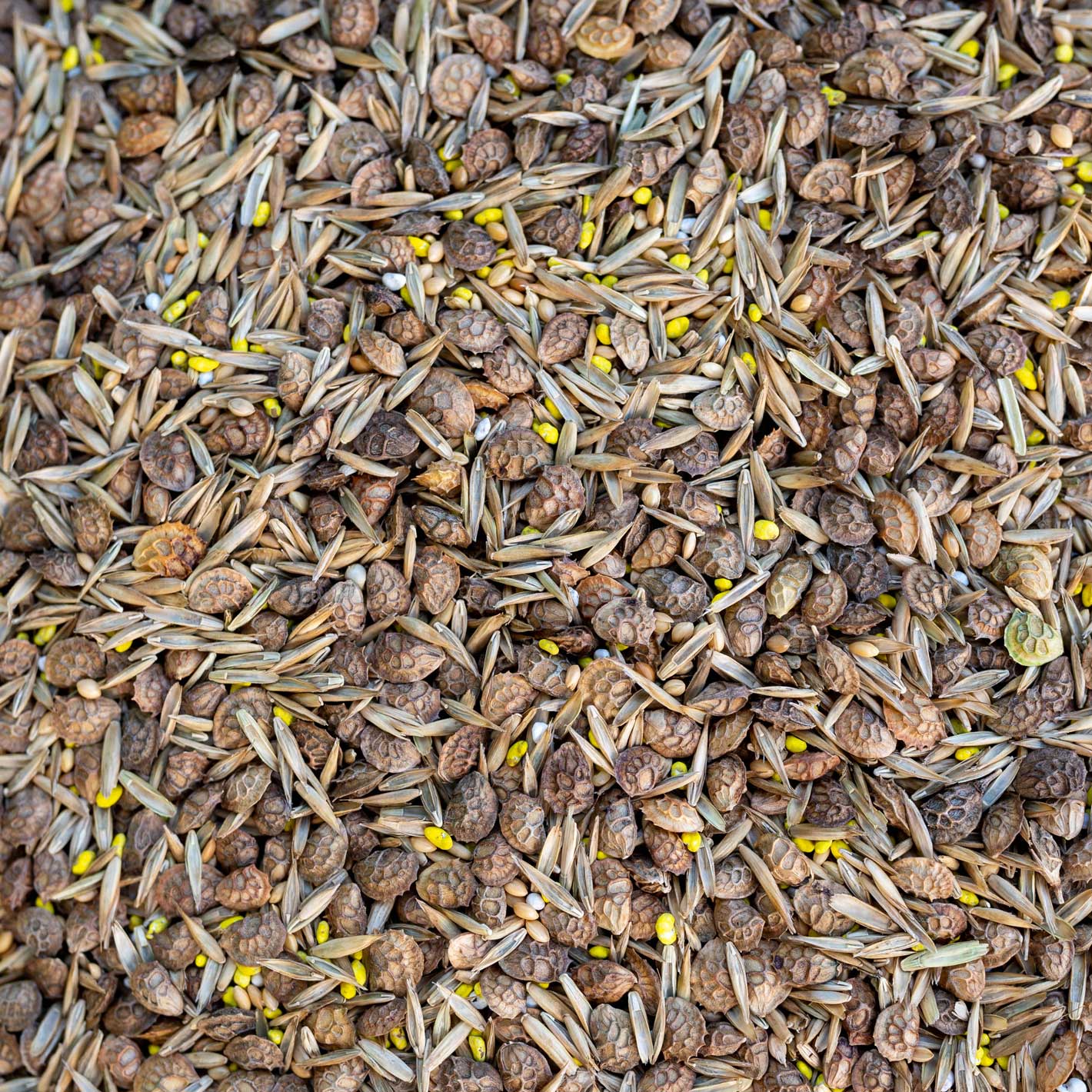 Zöldugar 38. csávázatlan