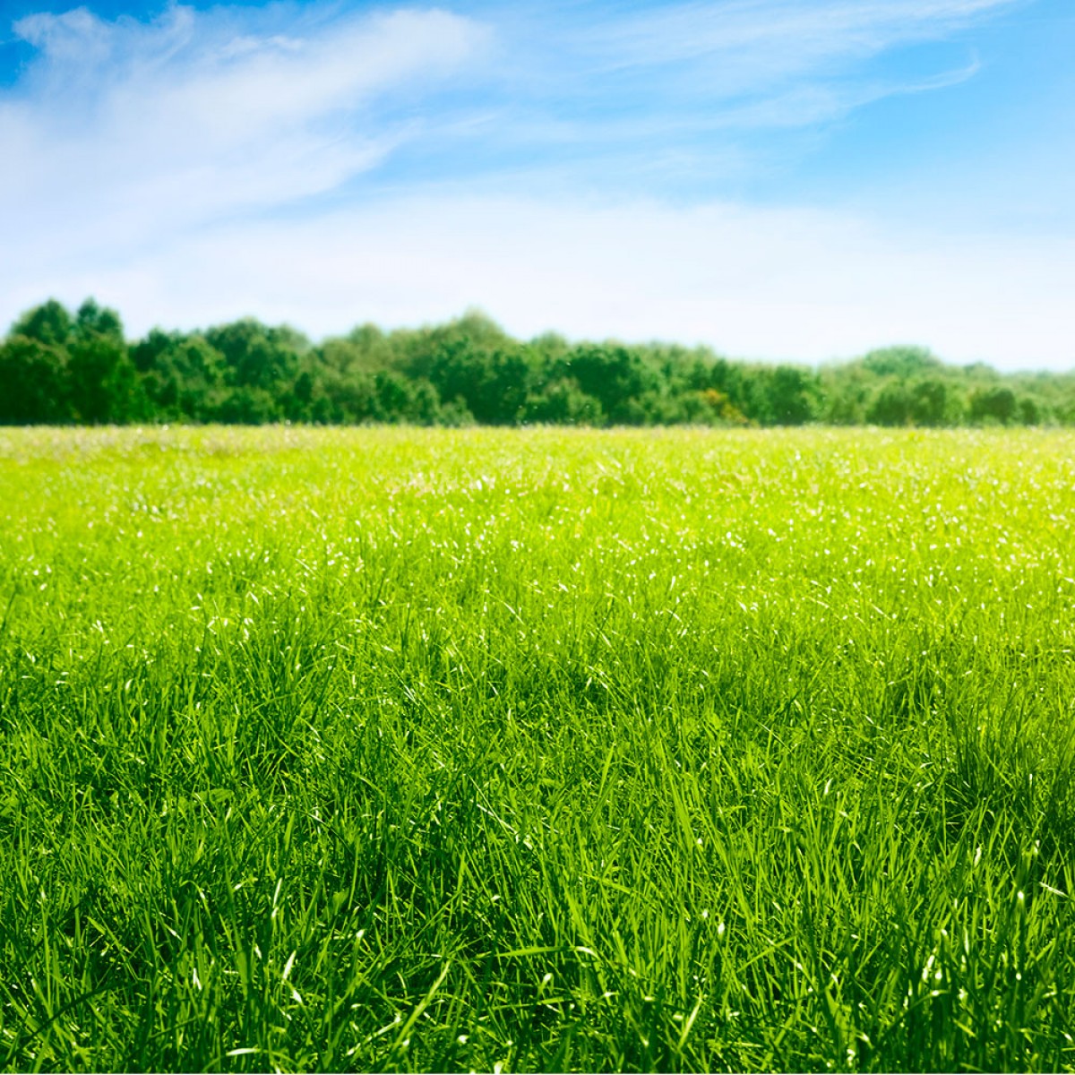 Zöldugar 03. csávázatlan