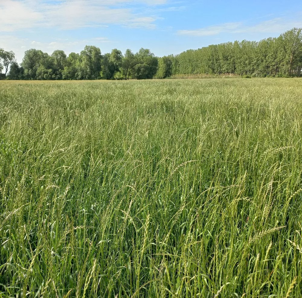 Zöldugar 45. csávázatlan