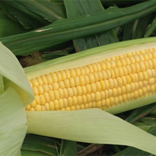 Spirit csávázatlan